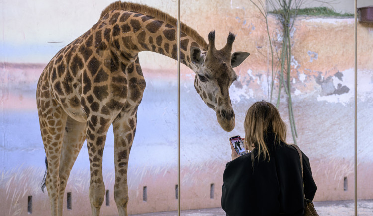 První kontakt nové žirafy a návštěvníků.