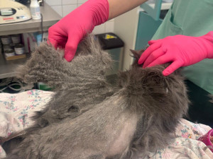 Jako z hororu. Útulek hledá domov pro strašidelnou kočku