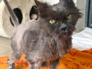 Jako z hororu. Útulek hledá domov pro strašidelnou kočku