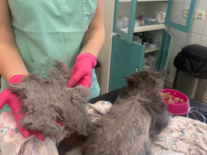 Jako z hororu. Útulek hledá domov pro strašidelnou kočku