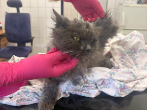 Jako z hororu. Útulek hledá domov pro strašidelnou kočku