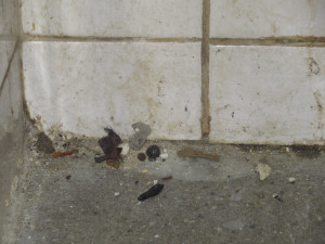 Myší bobky, plíseň, špína. Kuchyň Kolkovny na Malé Straně na místě zavřeli