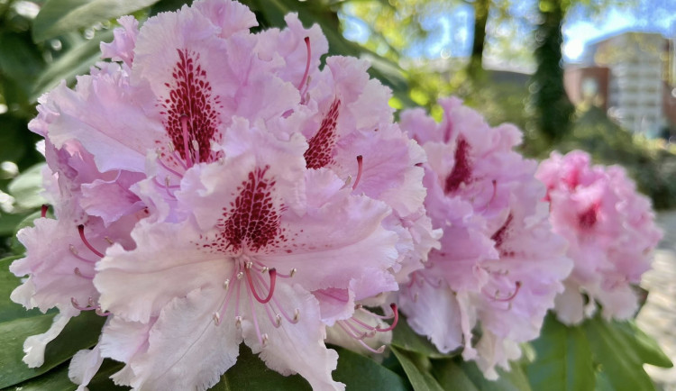 V ostravské zoo rozkvétá unikátní sbírka rododendronů a azalek