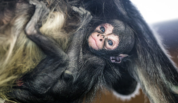 Zoo Praha