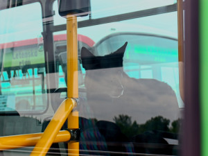 FOTO: Autobusový den PID na Letné přilákal fanoušky historických i moderních autobusů