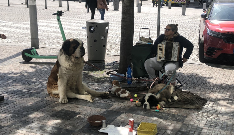 Rumuni zvířata využívali i na Václavském náměstí.