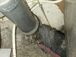 Myší trus i kouření v kuchyni. Bistro v Řepích museli zavřít inspektoři