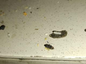 Myší trus i kouření v kuchyni. Bistro v Řepích museli zavřít inspektoři