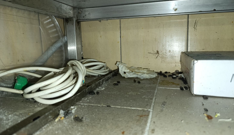Myší trus i kouření v kuchyni. Bistro v Řepích museli zavřít inspektoři