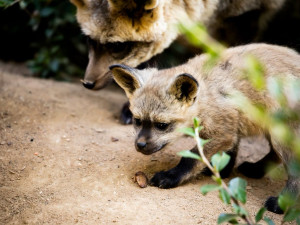 FOTO: Ušaté nadělení v pražské zoo. Po 14 letech se narodila štěňata psa z Afriky