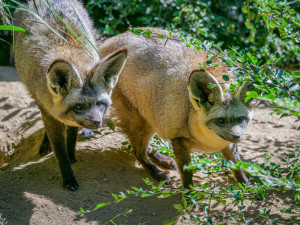 FOTO: Ušaté nadělení v pražské zoo. Po 14 letech se narodila štěňata psa z Afriky