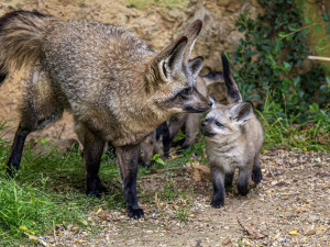 FOTO: Ušaté nadělení v pražské zoo. Po 14 letech se narodila štěňata psa z Afriky