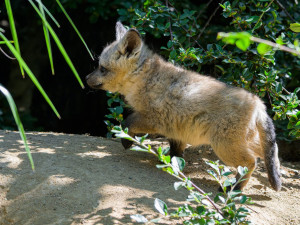 FOTO: Ušaté nadělení v pražské zoo. Po 14 letech se narodila štěňata psa z Afriky