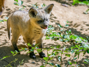 FOTO: Ušaté nadělení v pražské zoo. Po 14 letech se narodila štěňata psa z Afriky