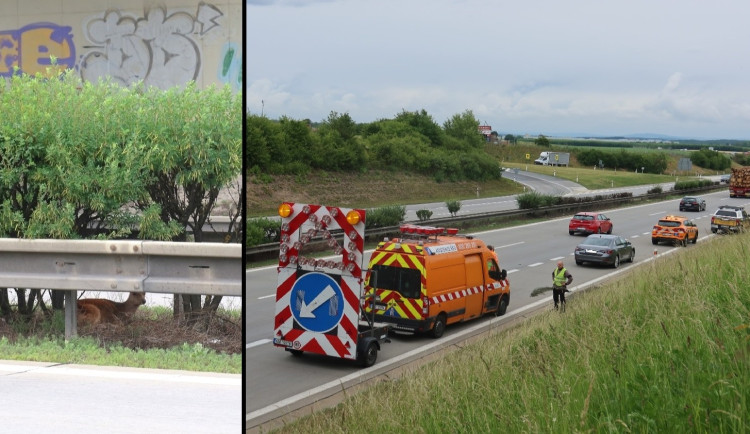 Dramatická záchranná akce na dálnici D5. Zraněného daňka lovili mezi svodidly