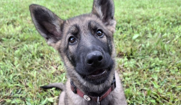 Tříměsíční policejní štěně poprvé v akci. Strážci zákona na Šumpersku kontrolovali chaty a chalupy
