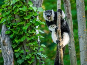 Lemuři dostali nové spolubydlící. V pražské zoo přibyli pohodoví variové bělopásí