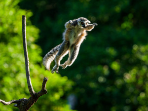 Lemuři dostali nové spolubydlící. V pražské zoo přibyli pohodoví variové bělopásí