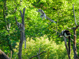 Lemuři dostali nové spolubydlící. V pražské zoo přibyli pohodoví variové bělopásí