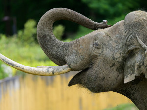 Profilový portrét samce slona indického Maxima pořízený v Zoo Ostrava v prvním červnovém týdnu