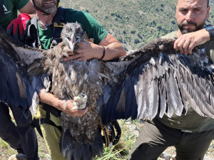 Pražský orlosup krouží nad španělskými horami, jmenuje se po ledovcovém údolí