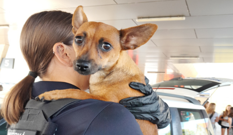 Fena nastupující do autobusů i zraněná žluna. Strážníci pomáhali zvířatům v nouzi