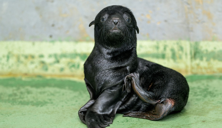 Pražská zoo slaví nový přírůstek. Lachtaní sameček je Gastonův pravnuk