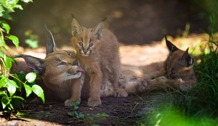 Zoo Praha
