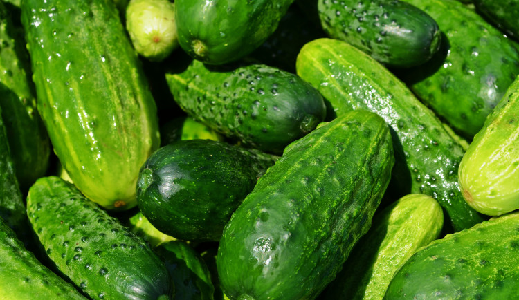 PŘEHLED: Nakládačky volají. Kam pro okurky na jihu Moravy?