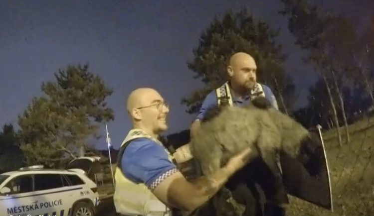 Strážníci jehně vrátili do ohrady.