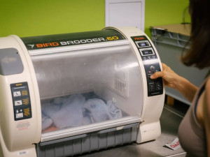 Ptáčata vyskakovala z hnízd. Rekordní vedra naplnila pražskou zvířecí záchranku