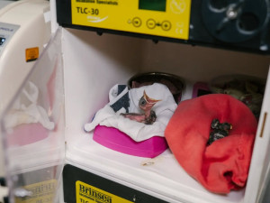 Ptáčata vyskakovala z hnízd. Rekordní vedra naplnila pražskou zvířecí záchranku
