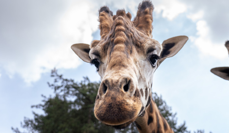 První pohled do tváře nového chovného samce žirafy, zde ještě v domovském Safariparku Beekse Bergen. Foto Oliver Le Que, Zoo Praha