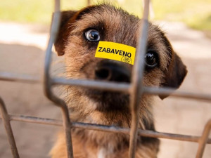 Frisco je jedním ze psů, kteří zatím nemohou do adopce.