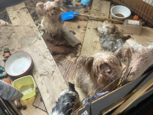 Mnohdy psi pochází z naprosto otřesných podmínek. V útulcích je ale dokáží vypiplat, foto: Dogpoint