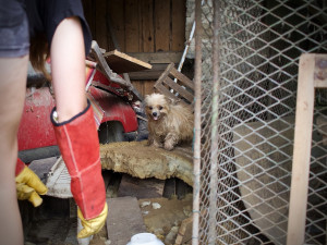 Mnohdy psi pochází z naprosto otřesných podmínek. V útulcích je ale dokáží vypiplat, foto: Dogpoint