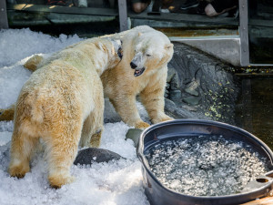 Radost v tunách ledu. Medvědí dvojčata se v Zoo Praha parádně ochladila