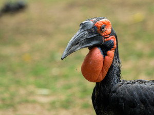 Zoo Praha