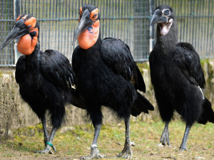 V pražské zoo mohou návštěvníci výjimečně vidět mládě zoborožce kaferského