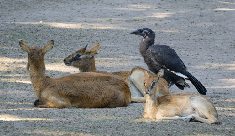 Zoo Praha