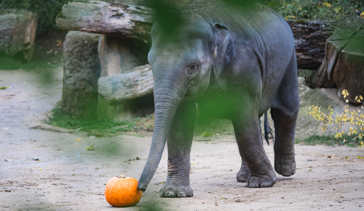 FOTOGALERIE: Dýňová mánie v pražské zoo. Masozřavcům je nadívají kuřaty