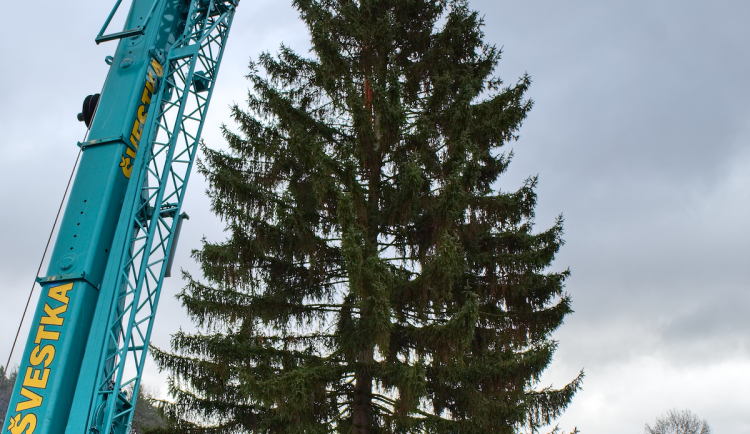 FOTOGALERIE: Vánoční strom pro Staroměstské náměstí pokácel mistr republiky. Do centra Prahy ho přivezou v úterý