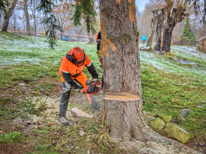 FOTOGALERIE: Vánoční strom pro Staroměstské náměstí pokácel mistr republiky. Do centra Prahy ho přivezou v úterý