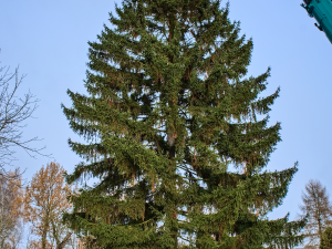 FOTOGALERIE: Vánoční strom pro Staroměstské náměstí pokácel mistr republiky. Do centra Prahy ho přivezou v úterý