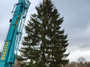 FOTOGALERIE: Vánoční strom pro Staroměstské náměstí pokácel mistr republiky. Do centra Prahy ho přivezou v úterý