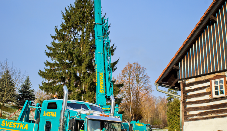 FOTOGALERIE: Vánoční strom pro Staroměstské náměstí pokácel mistr republiky. Do centra Prahy ho přivezou v úterý