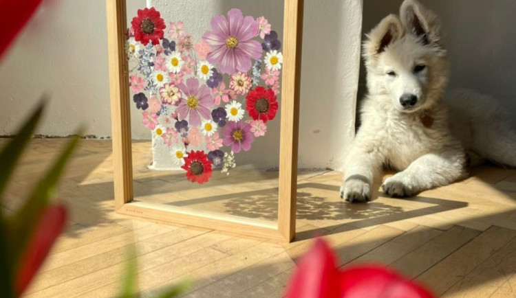 FOTOGALERIE: Veronika s Petrem vyrábí úchvatné obrazy z lisovaných květin. Na výlety chodíme s batohy plných knih, říkají