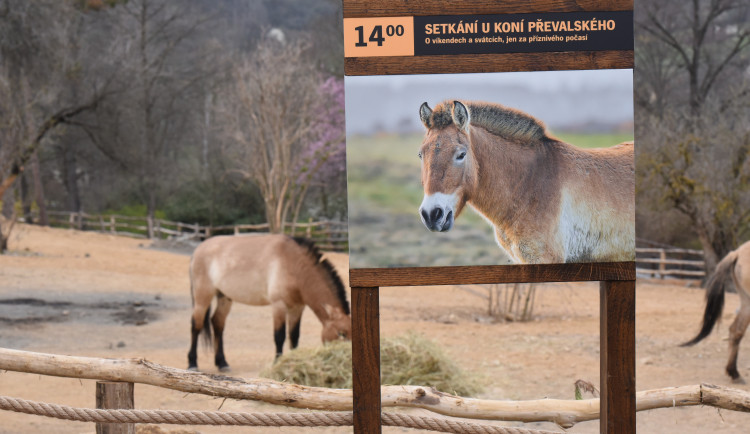 FOTOGALERIE: Nová expozice Gobi v Pražské zoo, aneb návrat "převaláků"
