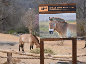 FOTOGALERIE: Nová expozice Gobi v Pražské zoo, aneb návrat "převaláků"