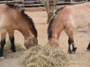 FOTOGALERIE: Nová expozice Gobi v Pražské zoo, aneb návrat "převaláků"